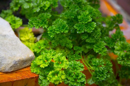 Parsley Plant