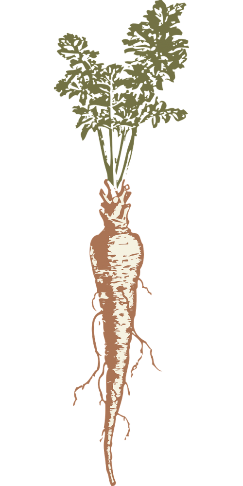 parsnip vegetable veggie