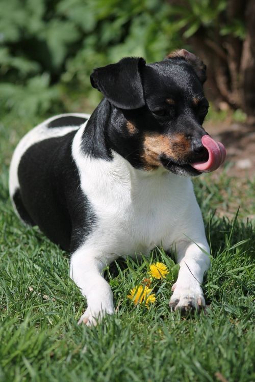 parson russell terrier terrier dog