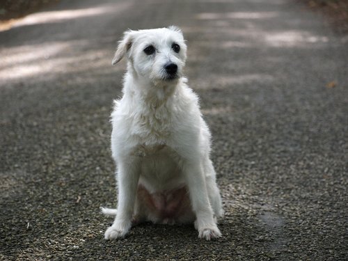 parson russell terrier  terrier  dog