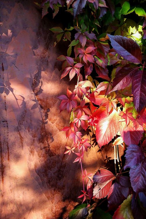 parthenocissus autumn autumn leaves