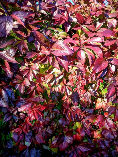 parthenocissus red leaves autumn