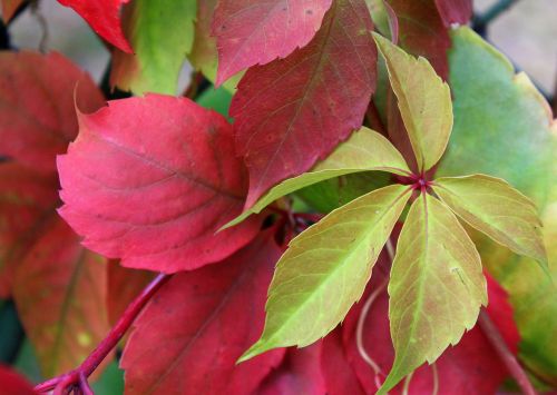 parthenocissus wild wine autumn leaves