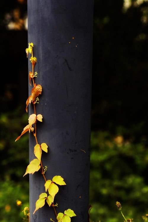 parthenocissus plants vine climbing