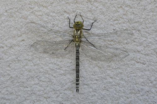 parthenope dragonfly nature