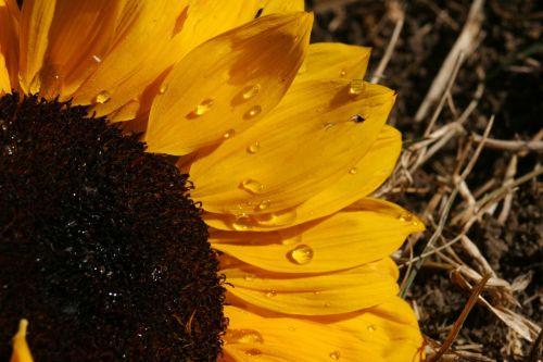 partial flower sunflower