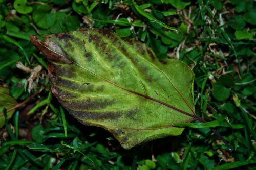 Partially Browned Leaf