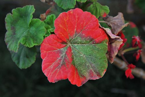 Partially Red Geranium Leaf