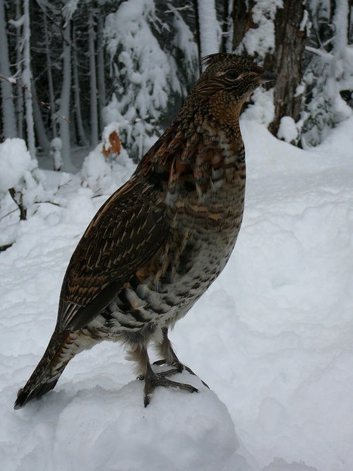 partridge  bird  nature