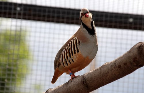 partridge  bird  alectoris graeca