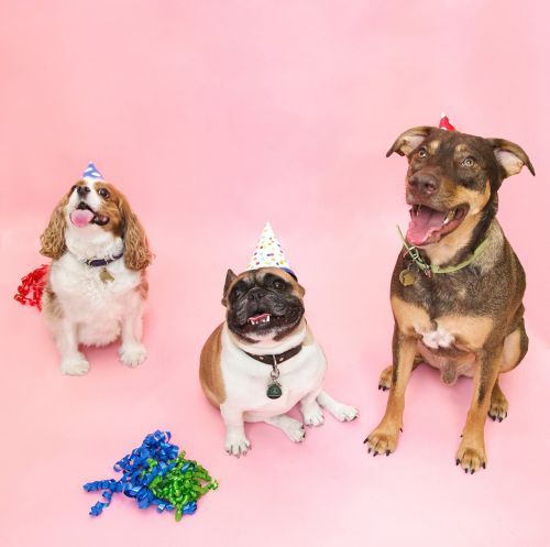 party dogs hats
