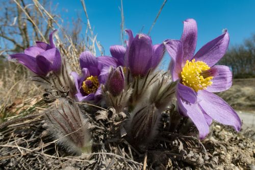 pasque flower pulsatilla flower