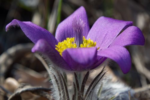 pasque flower pulsatilla flower