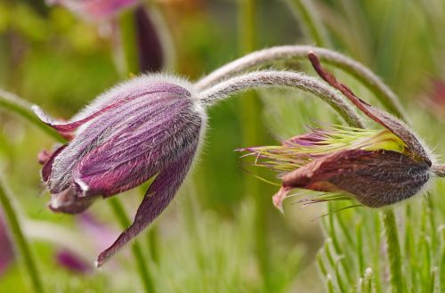 pasque flower blossomed out botany