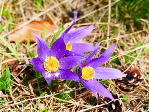 pasque flower flower purple