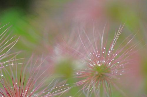 pasque flower green pink