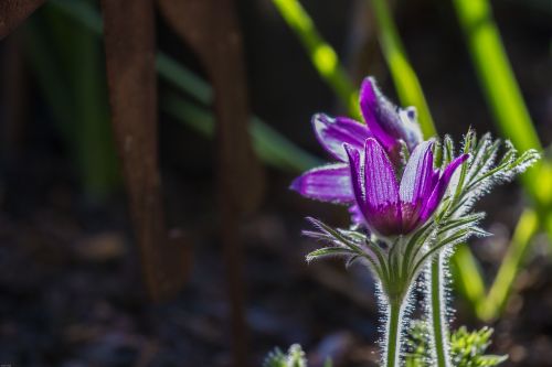 pasque flower flower spring