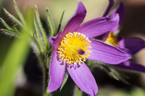 pasque flower pasqueflower flower