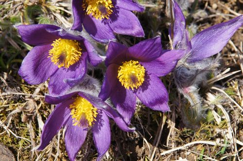 pasque flower flower spring