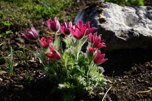 pasque flower flower common pasque flower