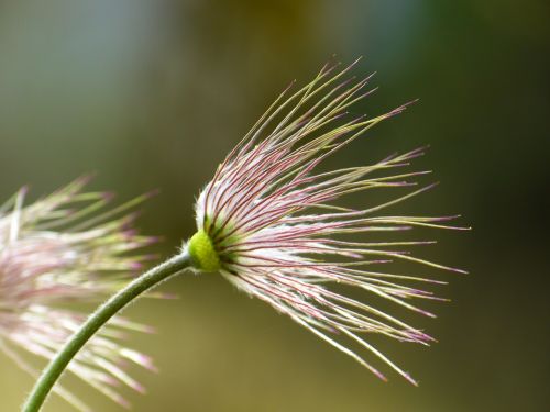 pasque flower faded pasqueflower