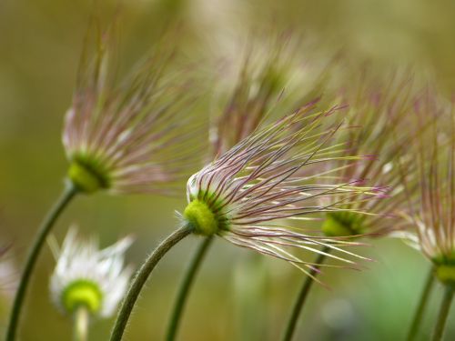 pasque flower faded pasqueflower