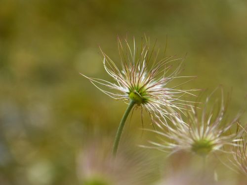 pasque flower faded pasqueflower