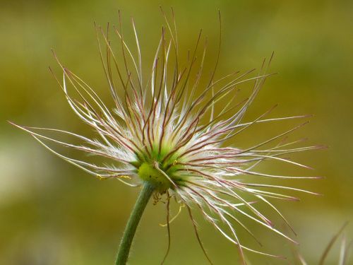 pasque flower faded pasqueflower