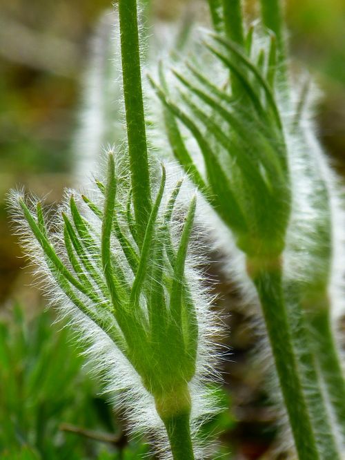 pasque flower leaves hairy