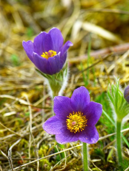 pasque flower blossom bloom