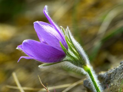 pasque flower blossom bloom