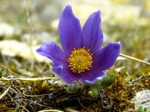 pasque flower blossom bloom