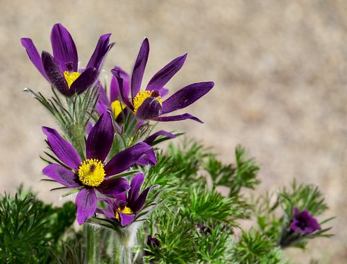 pasque flower  pulsatilla patens  flower