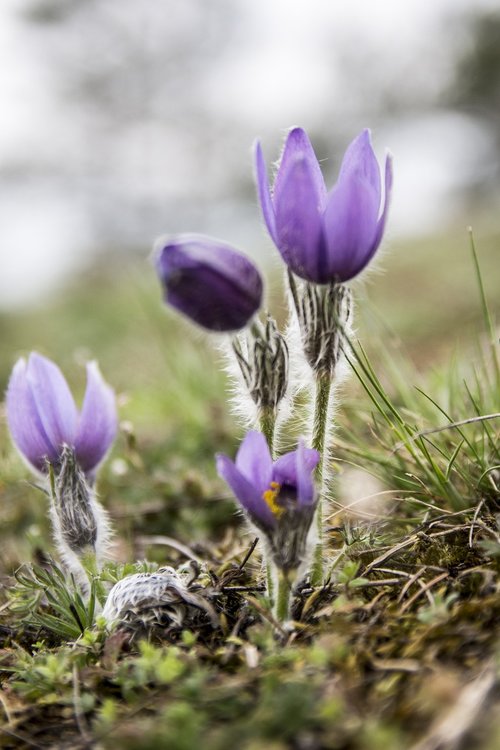 pasque flower  nature  spring