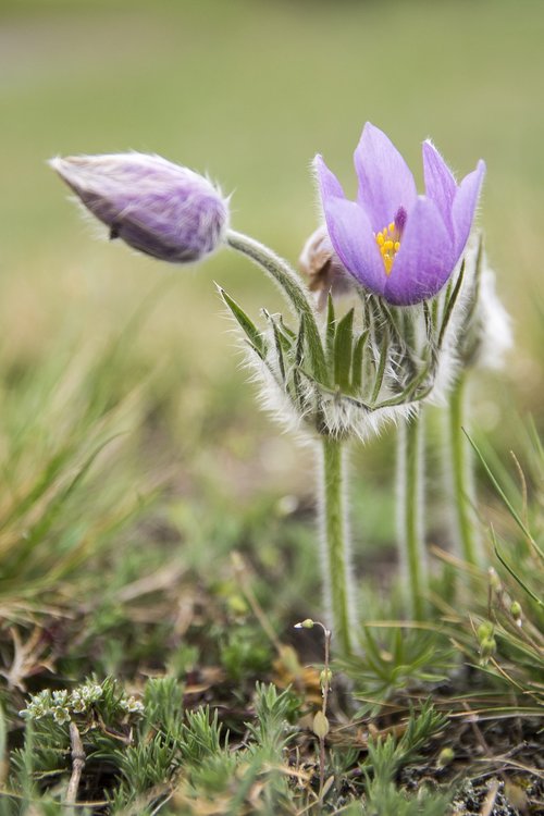 pasque flower  spring  meadow