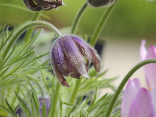 pasque flower alpine pasqueflower macro