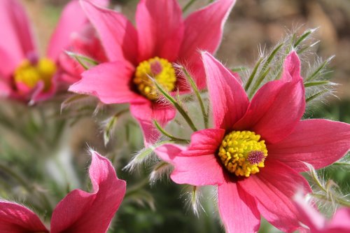 pasque flower  pulsatilla vulgaris  summer