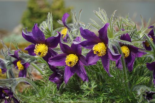 pasque flower  flower  violet