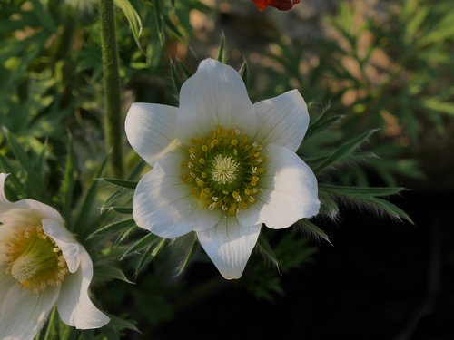 pasque flower  spring  early bloomer