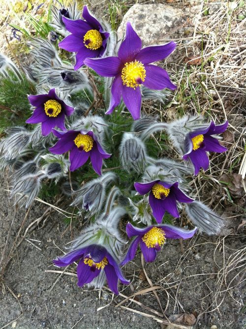 pasque flower flower pasqueflower