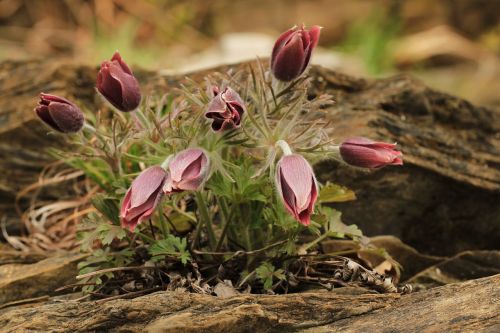 pasqueflower floral plant