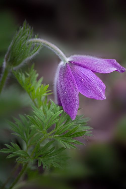 pasqueflower pasque flower pulsatilla vulgaris