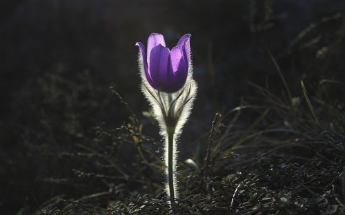 pasqueflower flower pasque flower