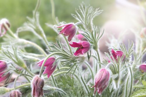 pasqueflower common pasque flower spring