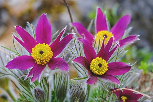 pasqueflower  flowers  nature