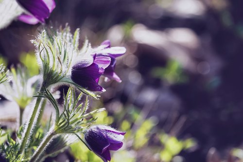 pasqueflower  flower  blossom