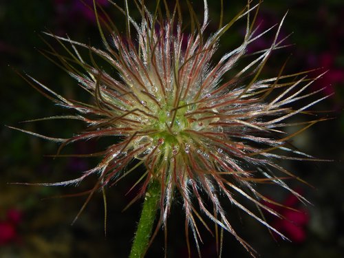pasqueflower  pasque flower  seeds