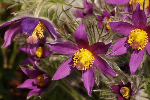 pasqueflower floral beauty spring
