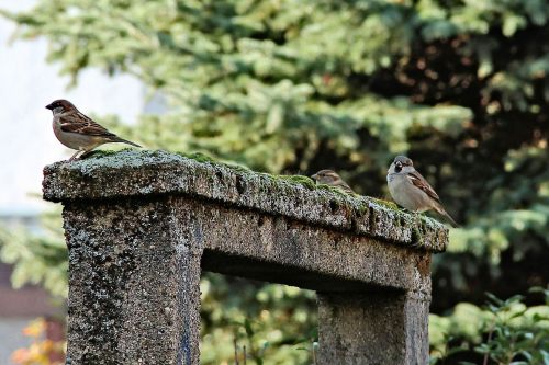 passage moss birds