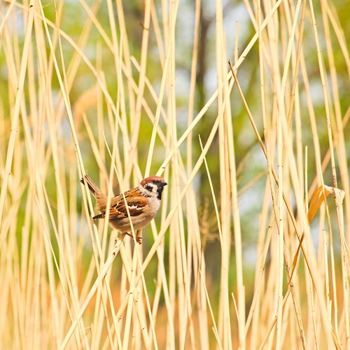 passer montanus  eurasian tree sparrow  sparrow